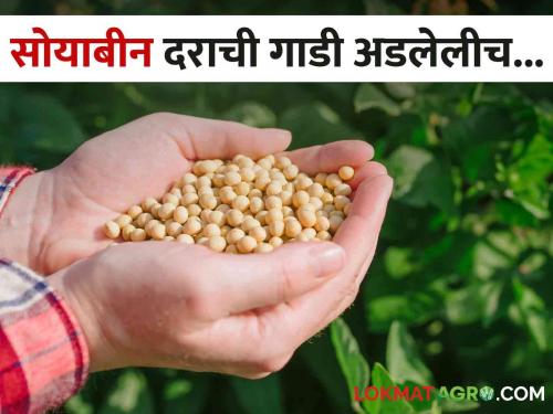 Soybean sell in Market Increase But Prices Do Not Increase; Soybean price train stuck | Soybean Market आवक वाढली मात्र दर काही वाढेना; सोयाबीन दराची गाडी अडलेलीच