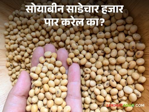 Soybean price for the first time this year at four and a half thousand; Will the price increase in the next few days?  | सोयाबीनचे भाव यंदा प्रथमच साडेचार हजारांवर; येत्या काही दिवसात भाव वाढणार? 