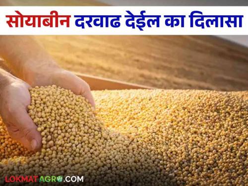 Soyabean Market Update : New Soybeans filed in Market Committee; Muhurta got 'so much' price! Read in detail   | Soyabean Market Update : बाजार समितीत नवे सोयाबीन दाखल; मुहूर्ताला मिळाला 'इतके' रुपये भाव ! वाचा सविस्तर  