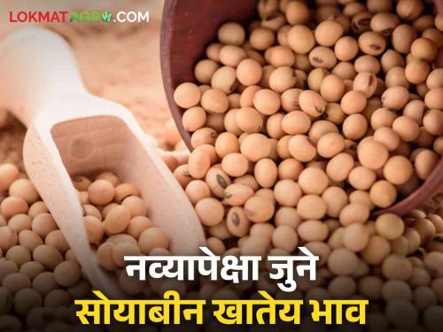 Soybean market update: When will farmers get guaranteed price for soybeans in the market?  | soybean market update : शेतकऱ्यांना बाजारात सोयाबीनला हमीभाव मिळणार तरी कधी? 