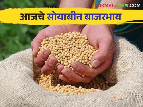 Soyben Bajar Bhav : Highest arrival of soybeans in Jalna market; Read the price in detail | Soyben Bajar Bhav : सोयाबीनची सर्वाधिक आवक जालना बाजारात; काय मिळाला भाव वाचा सविस्तर