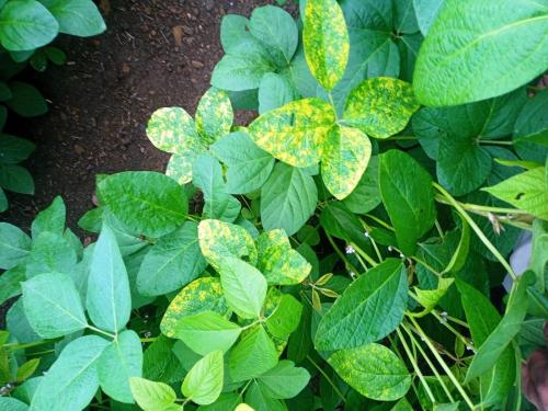 How to manage yellow mosaic disease in soybean? | सोयाबीनवरील पिवळा मोझॅक रोगाचे व्यवस्थापन कसे कराल?