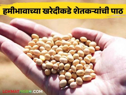 Minimum support price soybean purchase centers are likely to increase the selling price of Soybean in the market | हमीभाव सोयाबीन खरेदी केंद्रांमुळे बाजारात सोयाबीन विक्री दरात वाढ होण्याची शक्यता