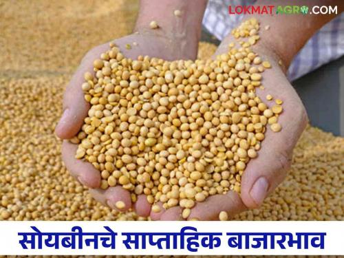 Latest News Soyabean Market Soyabean prices satisfactory, but less than MSP price | Soyabean Market : सोयाबीनचे दर समाधानकारक, पण एमएसपीपेक्षा कमीच, वाचा साप्ताहिक बाजारभाव  