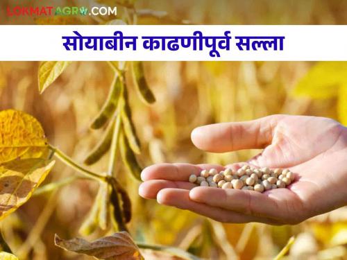 How to take care of early maturing soybean varieties for harvest | लवकर पक्व होणाऱ्या सोयाबीनचे वाण काढणीस येणार कशी घ्याल काळजी