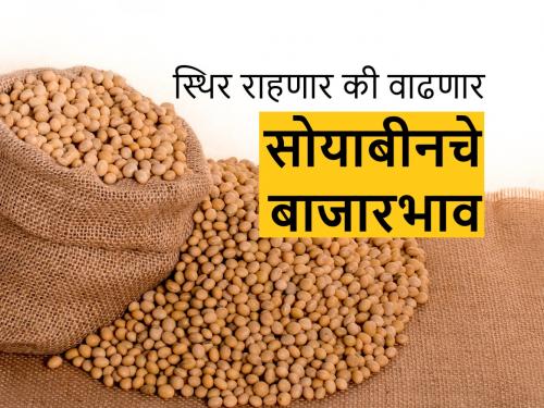 New soyabeans market price and future soyabean rates | नवे सोयाबीन साडेचार हजारांवर; ऑक्टोबर ते डिसेंबर कसे असतील भाव?