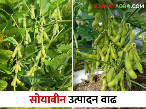 These are the new recommendations for increasing soybean production | सोयाबीन उत्पादनवाढीसाठी आल्या ह्या नव्या शिफारसी