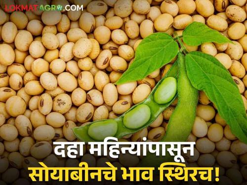 Latest News Soyabean Market Soybean price is lower than msp price for ten months see details | Soyabean Market : दहा महिन्यांपासून सोयाबीनचे भाव हमीदरापेक्षा कमी, आज काय मिळतोय दर?