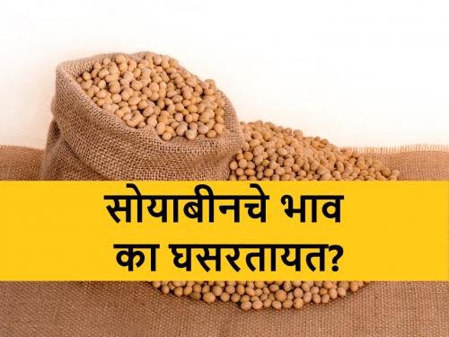 Today's soyabean market prices in Latur and other markets in Maharashtra | सोयाबीनचे बाजारभाव पुन्हा घसरले, लातूरसह प्रमुख बाजारांत असे आहेत दर