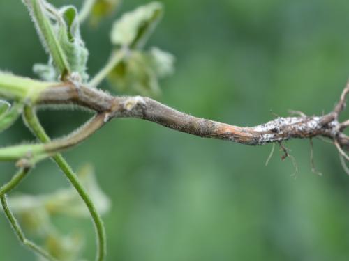 Timely control of soybean collar root, charcoal rot | सोयाबीन मूळकुज, खोडकूज रोगाचे वेळीच नियंत्रण