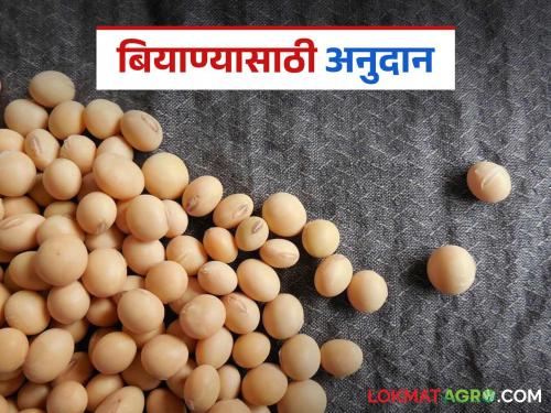 2.5 lakh quintals of certified seeds to be supplied in the state; Seeds will be available on subsidy | राज्यात अडीच लाख क्विंटल प्रमाणित बियाण्यांचा पुरवठा; अनुदानावर मिळणार बियाणे