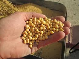 know today's soybean market price in Latur market | लातूर मार्केटमध्ये सोयाबीनला काय भाव होता? जाणून घेऊ आजचे सोयाबीन बाजारभाव