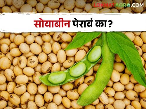 Should sow soybean this year? A seed costs how much rupees | Soybean Sowing यंदा सोयाबीन पेरावं का? बियाण्याला मोजावे लागतायत इतके रुपये