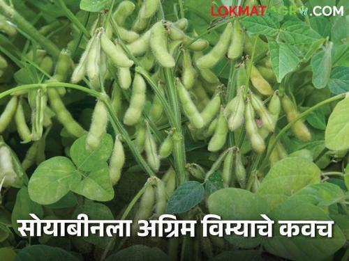 Crop Insurance: Collector's order to insurance company; some percent insurance approved for soybeans Read more | Crop Insurance : जिल्हाधिकाऱ्यांचे विमा कंपनीला आदेश ; सोयाबीनला 'इतके' टक्के विमा मंजूर वाचा सविस्तर