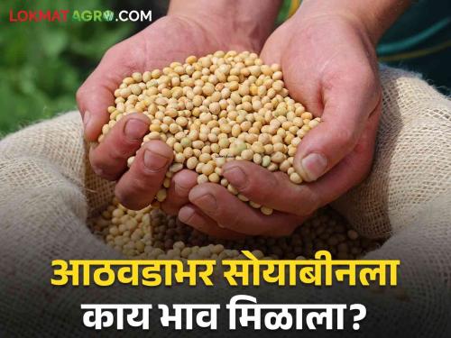 Latest News Soyabean Market 17 percent decrease in arrival of soybeans last week, know in detail | Soyabean Market : मागील आठवड्यात सोयबीनच्या आवकेत 17 टक्क्यांची घट, जाणून घ्या सविस्तर