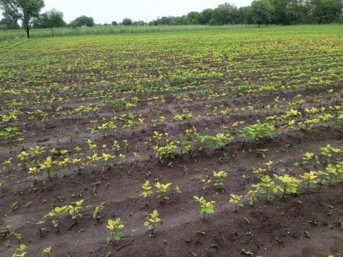 What to do if soybeans turn yellow? | सोयाबीन पिवळे पडले असेल तर काय कराल?