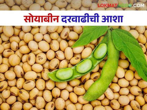 Soyabean Market Update : Imports of soybean oil; Chances of a price hike? Read in detail  | Soyabean Market Update : सोयाबीन तेलाची आयात; दरवाढीची शक्यता? वाचा सविस्तर 