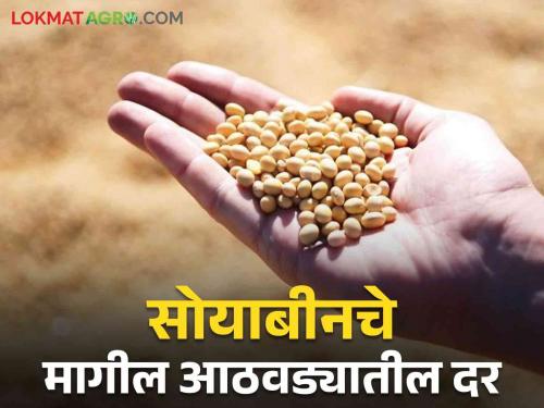 Latest News Soyabean Market Last week soybean prices Know in detail | Soyabean Market : आठवडाभरात सोयाबीनच्या दरात काय बदल झाला? जाणून घ्या सविस्तर