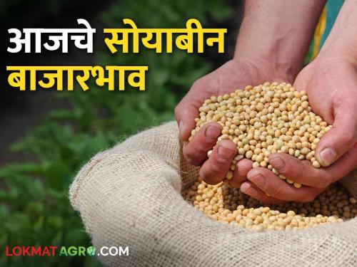 Latest News Todays Soyabean Market price in latur and gevrai market yard check here | Soyabean Bajarbhav : गेवराई बाजार समितीत सोयाबीनला काय भाव मिळाला? वाचा आजचे बाजारभाव