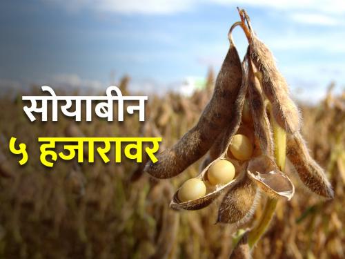 Slight increase in soybean prices | सोयाबीन बाजारभावात थोडी वाढ