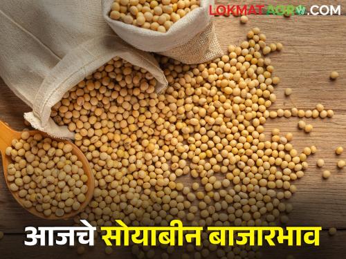 Latest news 24 Feb 2024 todays soyabin market price in maharashtra | सोयाबीनला आज काय भाव मिळाला? जाणून घ्या आजचे बाजारभाव 