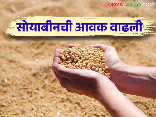 Latest News Soyabean Market arrival increased in Amravati district see market price | Soyabean Market : अमरावती जिल्ह्यात सोयाबीनची आवक वाढली, आज काय बाजारभाव मिळाला?