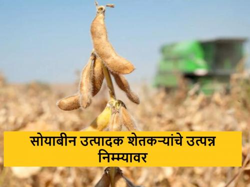 Latest News Decline in soybean productivity, farmers' income on half see details | साेयाबीन उत्पादकतेत घट, शेतकऱ्यांचे उत्पन्न निम्म्यावर, नेमकं कारण काय? 