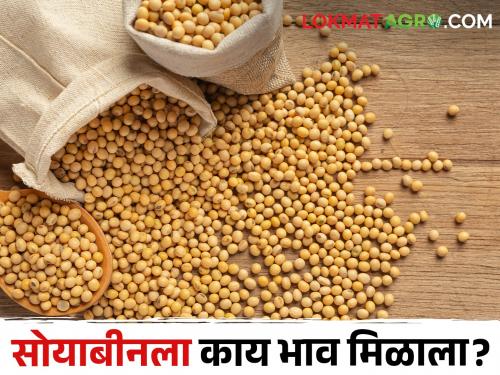 Latest News 07 may 2024 Todays soyabean market price in maharashtra market yards | Soyabean Market : अमरावती, अकोला बाजारात सोयाबीनची सर्वाधिक आवक, हमीभाव मिळाला का? वाचा सविस्तर 