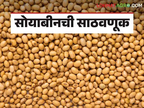 Latest News Soyabean sathvanuk Remember these five things while storing soybeans, know in detail  | Soyabean Sathavnuk : सोयाबीन साठवणुकीवेळी 'या' पाच गोष्टी लक्षात ठेवा, जाणून घ्या सविस्तर 