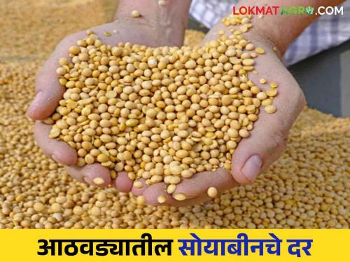 Latest News Soyabean Market 58 percent decrease in soybean import see market price | Soyabean Market : सोयाबीन आवकेत 58 टक्क्यांची घट, बाजारभाव एमएसपीपेक्षा कमीच! वाचा सविस्तर