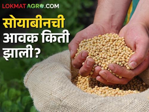 Latest news 11 may 2024 todays soybean market price in akola market yards check here | Soybean Market : पिवळ्या सोयाबीनला सर्वाधिक भाव कुठे मिळाला? वाचा आजचे सविस्तर दर