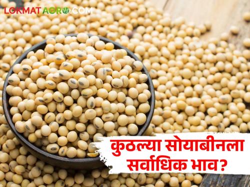 Latest News 14 may 2024 Todays Soybean Market Price in solapur and tasgaon market yard | Soybean Market : कुठल्या बाजार समितीत सोयाबीनला हमीभाव मिळाला? वाचा आजचे बाजारभाव 