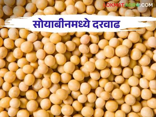 Soybean Market Update: Soybean prices reach rate per quintal; farmers waiting for Guaranteed price | Soybean Market Update : सोयाबीनचे दर पोहोचले प्रतिक्विंटल 'या' दरात; शेतकऱ्यांना प्रतीक्षा हमीभावाची