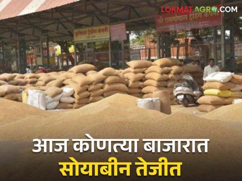 Soybean Market Update : Soybean got 'Ha' price in Sangli market; Read in detail what price was obtained in which market in the state | Soybean Market Update : सांगली बाजारात सोयाबीनला मिळाला 'हा' दर मिळाला; राज्यात कोणत्या बाजारात काय भाव मिळाला वाचा सविस्तर