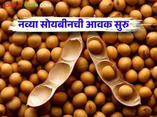 Soybean Bajar Bhav : 5 thousand bags of new soybeans arrival in Barshi Market Committee.. How is the market price? | Soybean Bajar Bhav : बार्शी बाजार समितीत नवीन सोयाबीनची ५ हजार कट्टे आवक.. कसा मिळतोय दर