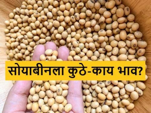 Latest News Todays Soybean Market price in ahmednagar market yard check here details | Soybean Bajarbhav : पिवळ्या आणि पांढऱ्या सोयाबीनला कुठे-काय भाव मिळाला? वाचा सविस्तर 