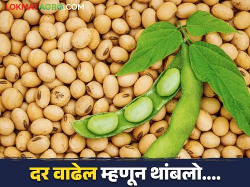 The stored soybeans were also sold in anticipation of price increase in the future | पुढील काळात दर वाढण्याच्या अपेक्षेने ठेवलेले सोयाबीनही विकले