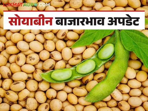 Soybean Bajar Bhav : Soybean arrivals increased in Latur market; Read the price in detail | Soybean Bajar Bhav : लातूरच्या बाजारात सोयाबीनची आवक वाढली; काय मिळाला भाव ते वाचा सविस्तर