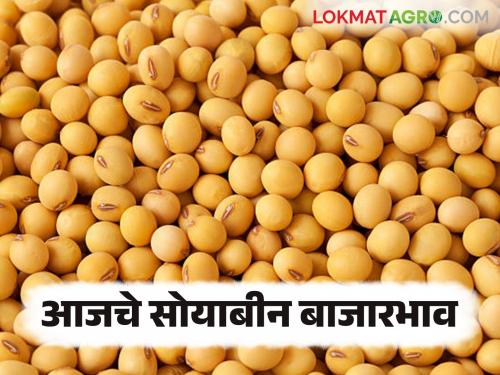 Soyabean bajar bhav : In Latur Bazar Samiti, Yellow Soybean arrival is highest; Read the market price in detail | Soyabean bajar bhav : लातूर बाजार समितीत पिवळा सोयाबीनची आवक सर्वाधिक; काय मिळतोय बाजारभाव ते वाचा सविस्तर