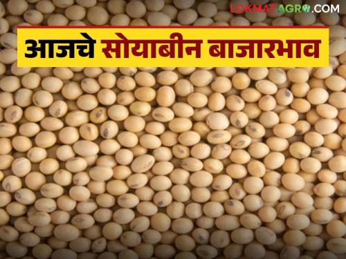 Soybean Bajar Bhav : Inflow of yellow soybeans increased; Read in detail how to get the rate | Soybean Bajar Bhav : पिवळ्या सोयाबीनची आवक वाढली; कसा मिळाला दर ते वाचा सविस्तर