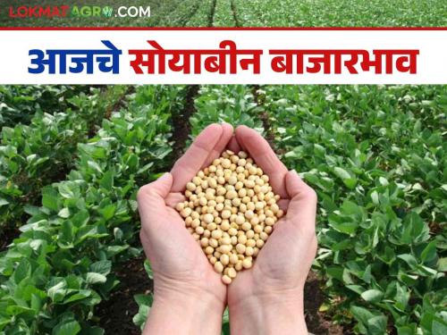 Soybean Bazaar Bhav: Soybean prices increase in Latur market; Read in detail how the price was obtained | Soybean Bajar Bhav : लातूरच्या बाजारात सोयाबीनच्या दरात वाढ; कसा मिळाला दर ते वाचा सविस्तर