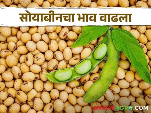 Soybean Bajar Bhav : Farmers' soybeans are gone and prices have increased by three hundred rupees in this market | Soybean Bajar Bhav : शेतकऱ्याकडील सोयाबीन संपले अन् 'या' बाजारात झाली तीनशे रुपयांनी दरवाढ