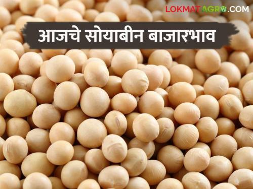 Soybean Bajar Bhav : Soybean arrival slows down in state market committee ; Read the price in detail | Soybean Bajar Bhav : राज्यातील बाजार समितीमध्ये सोयाबीनची आवक मंदावली; काय मिळाला भाव ते वाचा सविस्तर