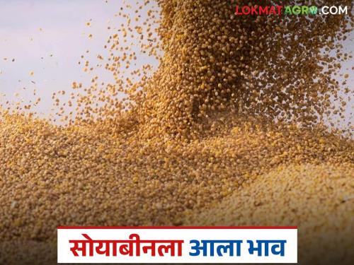latest news Soybean Market: Soybean prices increase rapidly after one and a half years; Read what prices are being obtained | Soybean Market : दीड वर्षानंतर सोयाबीन दरात झपाट्याने वाढ; वाचा काय मिळतोय भाव