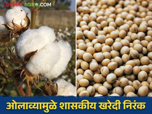 Soybean cotton : At the Government Soybean Collection Centre | Soybean cotton : सोयाबीनच्या हमीभावात 'पाप'; कापसाचे होणार तरी काय? वाचा सविस्तर