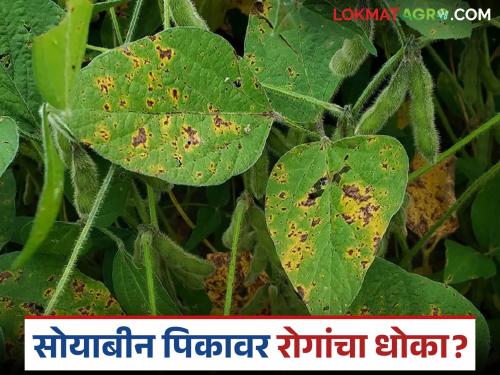 latest news Soybean Crop Protection: Farmers should adopt these measures to protect soybean crops | Soybean Crop Protection : सोयाबीन पीक सुरक्षित ठेवण्यासाठी शेतकऱ्यांनी 'या' उपाययोजनांचा अवलंब करा