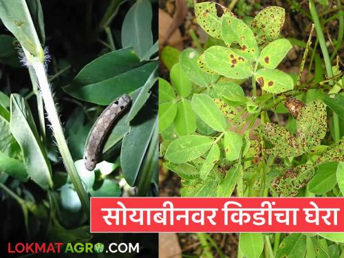 latest news Soybean Crop Protection: Soybeans in the flowerbed are affected by the cyclone; Take these measures to prevent the caterpillars | Soybean Crop Protection : फुलोऱ्यातील सोयाबीनला चक्रीभुंग्याचा फटका; अळी रोखण्यासाठी करा 'या' उपाययोजना
