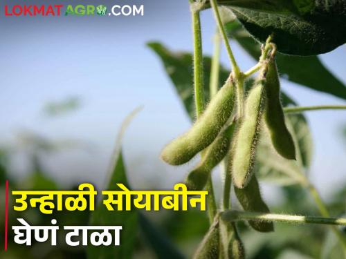 Summer soybean planting is a loss for farmers | उन्हाळी सोयाबीन लागवड शेतकऱ्यांसाठी तोट्याचीच