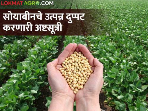 Farmers, want to increase the acre yield of soybeans? Then use this Ashta Sutri! | शेतकऱ्यांनो, सोयाबीनचे एकरी उत्पादन वाढवायचे ना? मग करा या अष्टसूत्रीचा वापर!