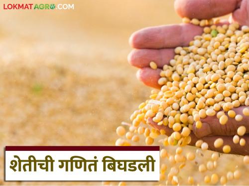 latest news Soybean Market Update : Farmers' economy collapsed; Read in detail the impact of the increase in seed prices | Soybean Seed Market : शेतकऱ्यांचे आर्थिक गणित कोलमडलं; बियाण्याच्या दरवाढीचा फटका वाचा सविस्तर